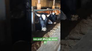 जहाँ गाय होती है, वहाँ सुख-शांति रहती है। श्री हरि शरणम् !#youtubeshorts #gaushala #radheshyam #cow