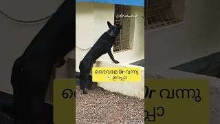 പേടി ഉണ്ടേലും ധൈര്യം ആയ് നേരിടും 💉🐾🐶 #doglover #new #shortvideo #entertainment #kerala #dog #vet