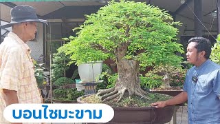 บอนไซมะขามสวนป่า ใหญ่มาก และบอนไซรากสวยๆอีกเพียบ สวนลุงนิจ สายไหม  Tamarind Bonsai