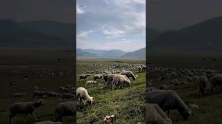 The Shepherd story #himachal #shepherd #trending #youtubeshorts #viralvideo