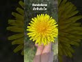 dandelions ผักฟันสิงโต wild edible uk เก็บผักป่าอังกฤษ