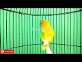 suara lovebird fighter ampuh jadikan lovebird apapun nyaut bunyi ngetik dan ngekek panjang