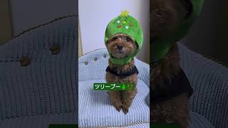 クリスマス準備中のトイプードル🐶#shorts #クリスマス