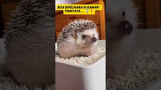 GIMANA CUEKNYA LIAT INI?! 😱  3 HEWAN LUCU 🐰🦔🦦  NOMOR 3 BIKIN KLEP-KLEP! 💘 #shorts #shortvideo