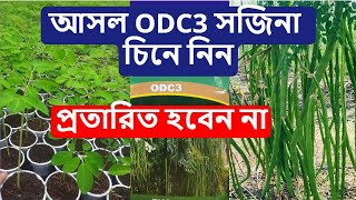 আসল ODC3 সজিনা চিনে নিন ! প্রতারিত হবেন না। ODC3 Drumsticks seeds/Moringa/Sajina