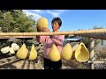 Using Bottle Gourd to Make Ladle, Beautiful and Practical | Traditional rural craftsmanship