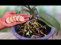 Just 1 thin slice per week! Suddenly each orchid grew 1001 roots and bloomed brilliantly