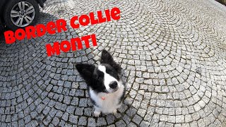 Border Collie aktywny spacer