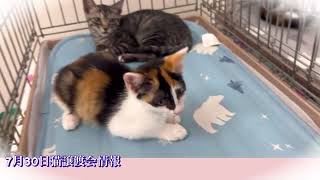 【まいネコ🐈】7月30日猫譲渡会情報