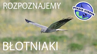 Rozpoznajemy błotniaki