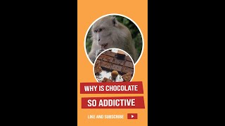 Why is chocolate so addictive? | #Short Reminder