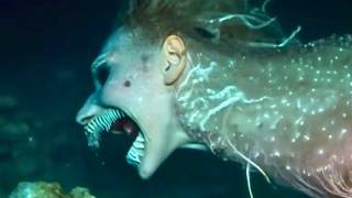 Mysterious Mermaid Sightings Scientists Still Can't Explain