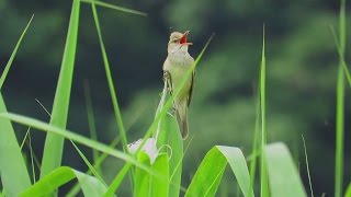 オオヨシキリ \