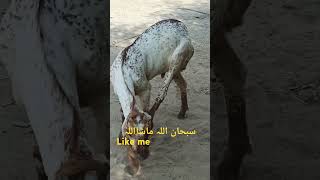 الله نے حسن بھی اتنا دیا ہے ایک ماں دو بچے فارسیل ہیں