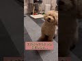 愛犬の大切なおもちゃを洗濯した結果 chihuahua dog maltipoo