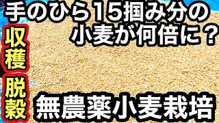 小麦栽培 6月収穫 脱穀 ミヤギノコムギ