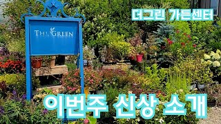 더그린가든센터🌳팅커벨으아리🌸오렌지샤워베고니아  핑샤베 피피플로리🌸에스키난서스 플라비두스🌸메디오칼카 🌸칼라디움3종 🌸마삭4종 풍채마삭 칼마삭 취옥 실무늬칼마삭 🌸백산목🌸휴케라핑크 🌳