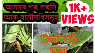 #teee_of_assam #Herbal_plant অসমত পোৱা গছ গছনিসমূহ/Valuable plants of Assam/বনৌষধি সমূহ/Herbal plant