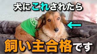 【徹底解説】犬に飼い主として合格だと思われている人の特徴11選