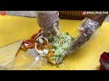 cheese blast grill sandwich bombay special sandwich pizza corner surat city indian street food