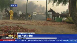 CBS2 Reporter Kristine Lazar Helps Save Horses From Fire