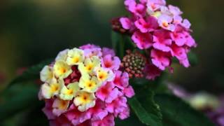 Luscious® Pinkberry Blend Lantana from Proven Winners