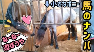 小さなポニーをデートに誘う大きな馬のやり取りが可愛すぎました。(馬動画短編集3本立て)【ツルマルボーイ様のシモベ】