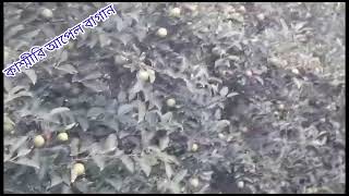 কাশ্মীরি আপেল বাগান 🍎🍎🍎🍎