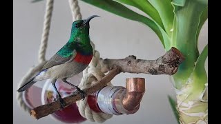 LIVE Sunbird Feeding Station in Cape Town, South Africa