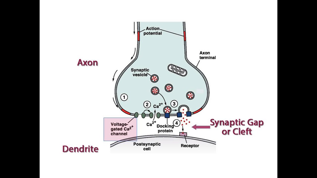 Wcln Synapse Biology Youtube
