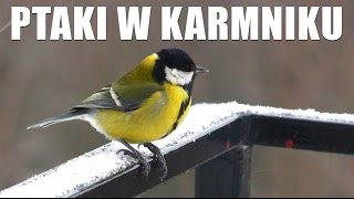 Ptaki w karmniku (zima) - sikorki + gil