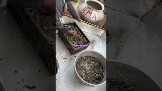 আড়তে ছোট-বড় সাটি মাছ ঢালা হচ্ছে ।#fish #fishbazar #fishmarket #viralvideo