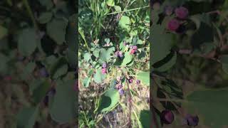 Saskatoon Berries in Full Bloom #wildedibles #nature #rockymountains #saskatoon