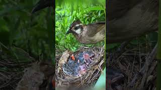 小杜鹃叫破了喉咙，最后只能吃点剩饭 #birds