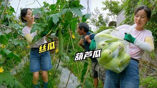 Another bumper crop of high-yielding water loofahs