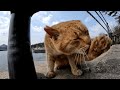 男木島　漁港の守り神であるサビ猫と茶トラ猫が海風に当たりながらひたすら観光客らがやってくるのを待ち構える