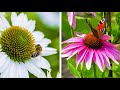 How to Plant Echinacea and Rudbeckia: Summer Garden Guide