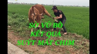 Thái Đồ Gỗ Đi trêu bò Thử Cảm Giác Lạ - Cái Kết Bị Bò Đá - Chuyển Vlog