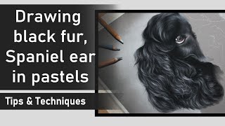 Drawing black fur, Spaniels ear in Pastels | PASTEL TIPS & TECHNIQUES