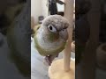 【ウロコインコ】💩〜！！！！【よも日記】