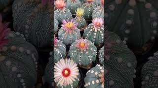 blooming astrophytum 😍💖🌺 repost video: wachistudio #kaktus #cactus #astrophytum #blooming #shorts