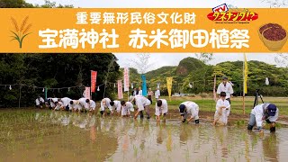 【タネナンダTV】種子島 南種子町 宝満神社の赤米御田植祭 【重要文化財】