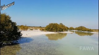 Mangrove walk -Jubail Island - Abu Dhabi