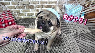 愛犬パグ、大喜び！ 月に一度のササミの丸かじり 『おまめ日記』Pug Comedy Videos From Japan