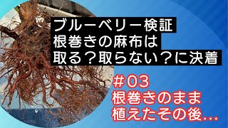 【ブルーベリー検証第3弾】5か月前に根巻きのまま植えた大苗を掘り起こして根を検証