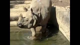 水に浸かるインドサイ（多摩動物園）