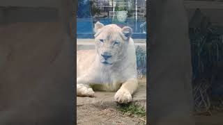 隣春🌸⑭ホワイトライオン・白獅子・リズムちゃん・沖縄こどもの国・・・White_Lion・Okinawa Zoo \u0026 Museum(20230222)