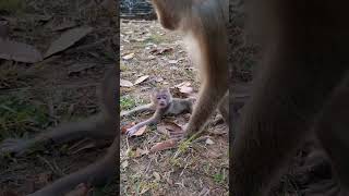 Best mom so great take care cute baby monkey #shorts