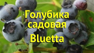 Голубика садовая Блюэтта. Краткий обзор, описание характеристик vaccinium corymbosum Bluetta