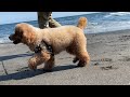 【ワンピングエース】横浜から湘南を愛犬とドライブ！　webcm「湘南ドライブ」篇